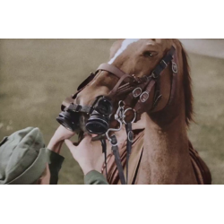 Filtre nasal, Masque anti-gaz pour cheval, Allemand, 1942